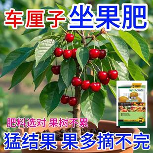 车厘子营养液促花促果防黄叶促发芽专用家用生长期挂果增甜水溶肥