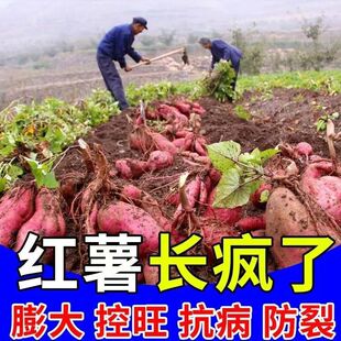 红薯矮壮素红薯控旺药红薯专用控旺矮化剂叶面肥控旺剂提高产量