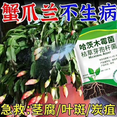 蟹爪兰急救发蔫软烂干瘪黄叶不开花壮根液体肥蟹爪兰营养液专用肥