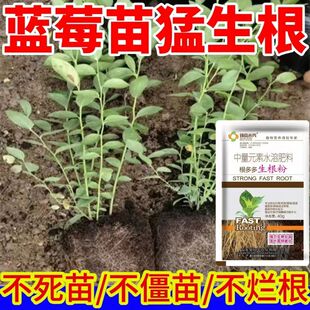 【猛生根】蓝莓生根剂快速生根液扦插移栽育苗强力生根精壮苗剂