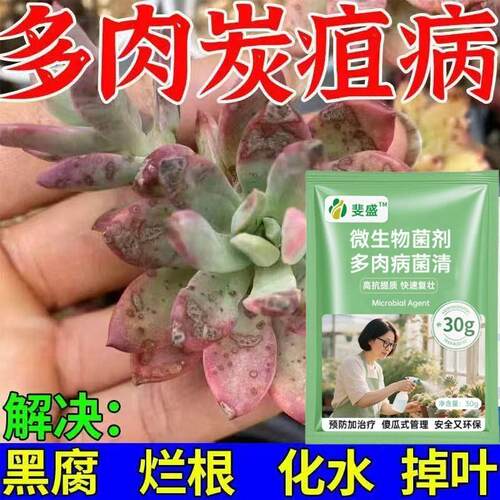 杀菌抗病】多肉白粉病黑腐病杀菌剂花卉植物杀菌除菌剂多肉专用剂