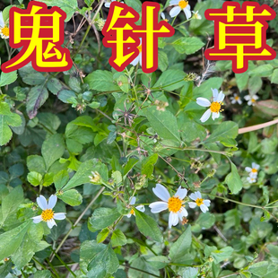 晒干鬼针草 干货中药材三叶鬼 三叶黄花鬼全草鬼针花药用湖南
