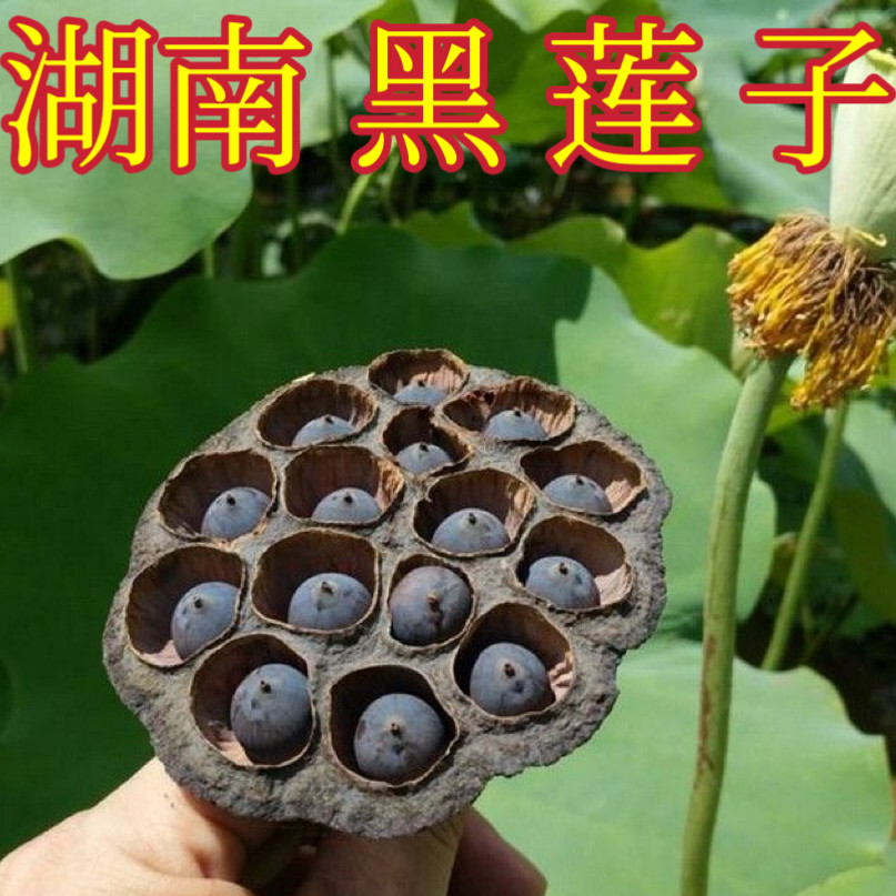 湘莲石莲子湖南莲子黑莲子红皮莲子老莲子铁莲子带壳盘串串珠念珠