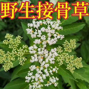 新鲜野生接骨草八棱麻根陆英走马风小接骨丹苗干货中药材