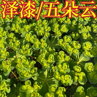 泽漆 五朵云 干货 中药材野生整颗带根 猫眼草马虎眼草胭脂草
