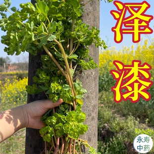 泽漆 五朵云 干货 中药材野生整颗带根 猫眼草马虎眼草胭脂草