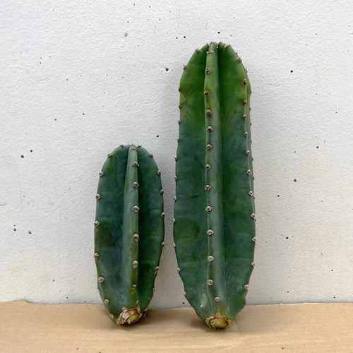 量天尺盆栽北欧风室内大型客厅好养多肉植物少刺仙人掌绿植