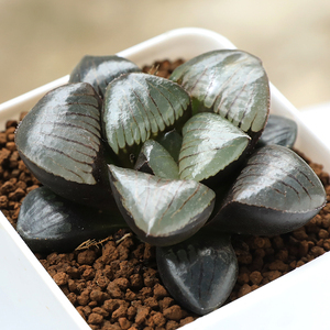 精品多肉植物 十二卷多肉 玉露 雨露 寿  日月潭 阿寒湖 磨面寿