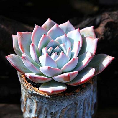 多肉植物 粉蓝鸟 厚叶蓝鸟 趣味绿植肉肉小盆栽满9.9元包邮