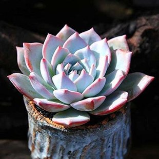 包邮 多肉植物 趣味绿植肉肉小盆栽满9.9元 厚叶蓝鸟 粉蓝鸟