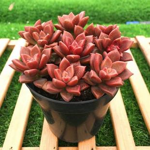 趣味小绿植 新手练手多肉植物 易上色易养活肉肉 姬胧月 多肉植物