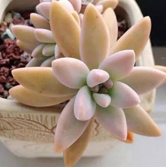 多肉植物 秋丽 群生老桩肉肉盆栽 阳台窗台趣味小绿植 肉肉吸甲醛