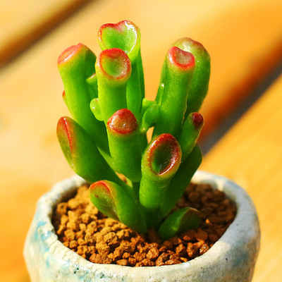 绿植吸财树筒叶花月群生多肉植物