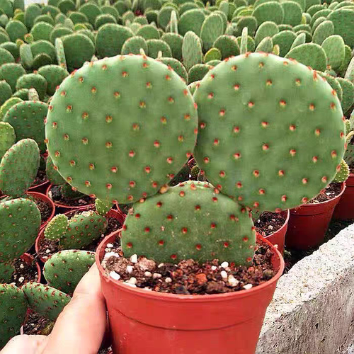 红太古仙人掌红毛掌米奇多肉植物绿植桌面防辐射盆栽趣味耐旱植物