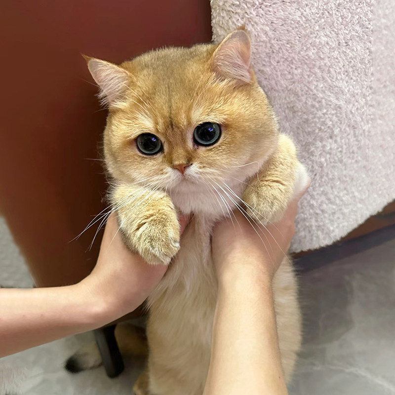 英短金渐层猫咪活体幼猫纯种蓝金渐层幼崽赛级宠物猫ny12色长毛猫