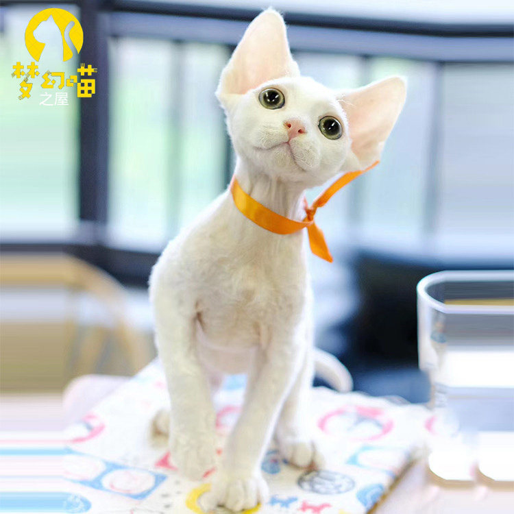 德文卷毛猫幼崽纯种猫咪活物德文帝王猫柯尼斯猫高智商精灵家庭猫