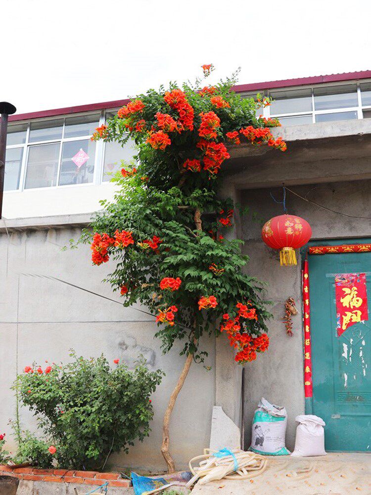 庭院树苗循环开花180天