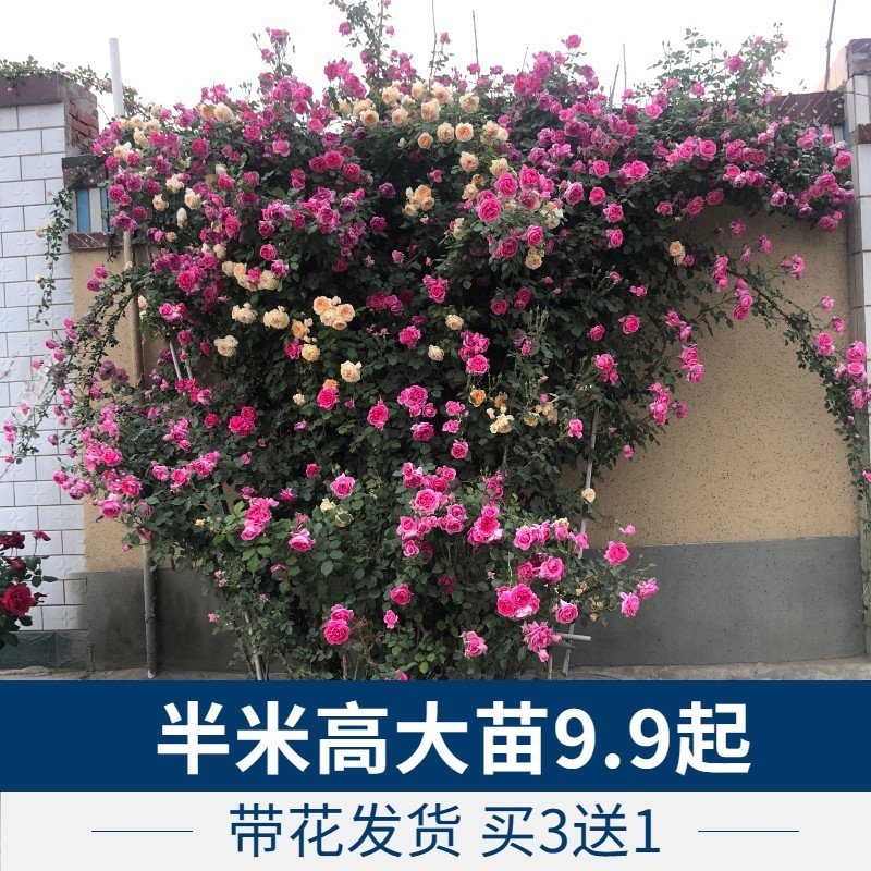 蔷薇花苗藤本月季大苗爬藤月季带