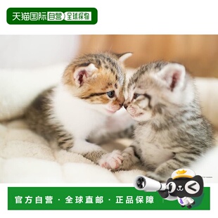 【日本直邮】Yanoman日本制300片拼图 猫咪友好型小猫 (26x38cm)