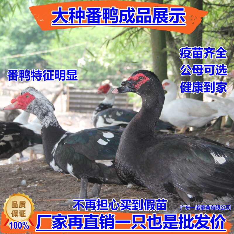 正宗大种黑番鸭活体西洋鸭花番鸭白番鸭红脸番鸭