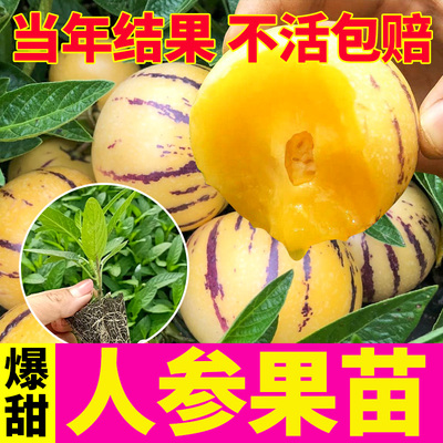 云南人参果树果苗当年结果盆栽秧苗四季人叁果种子种籽特大号正宗