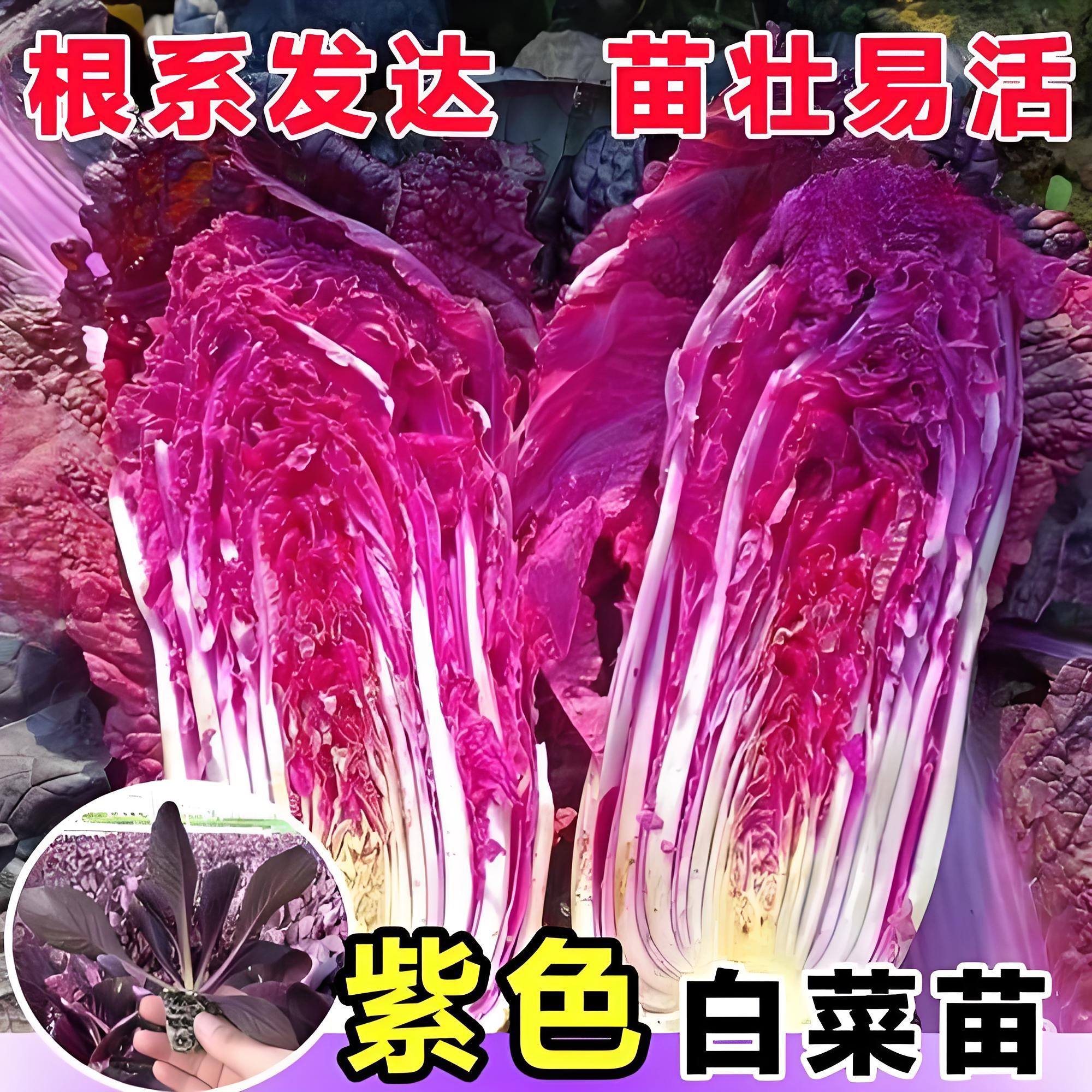 紫白菜苗秧苗营养蔬菜高产紫白菜种子进口杂交山东种籽盆栽紫色