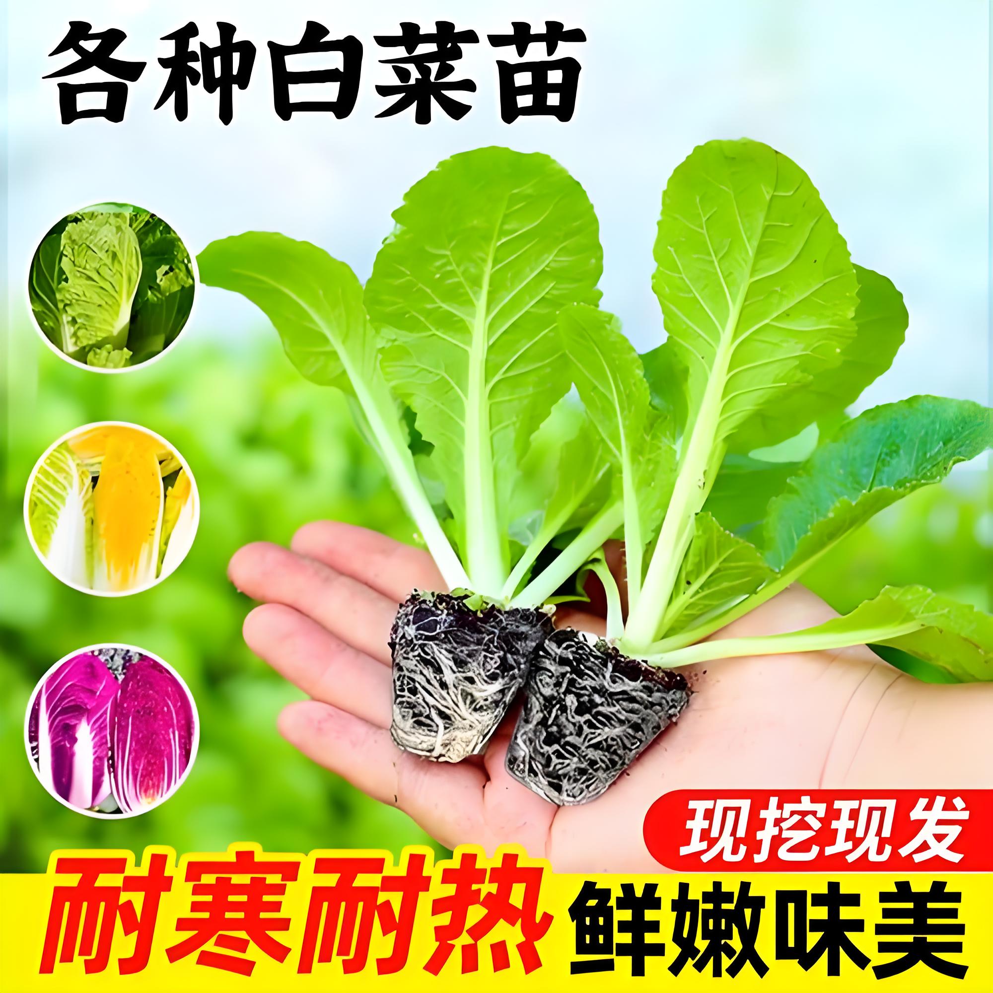 老品种大白菜秧苗带土山东寿光黄心耐寒大白菜苗秧大全本地包种子