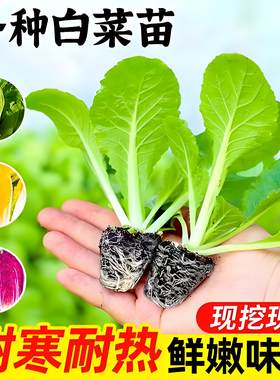 老品种大白菜秧苗带土山东寿光黄心耐寒大白菜苗秧大全本地包种子