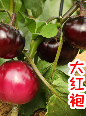 大红袍茄子苗带土秧苗四季高产种子籽山东天津神农快圆茄紫色紫红