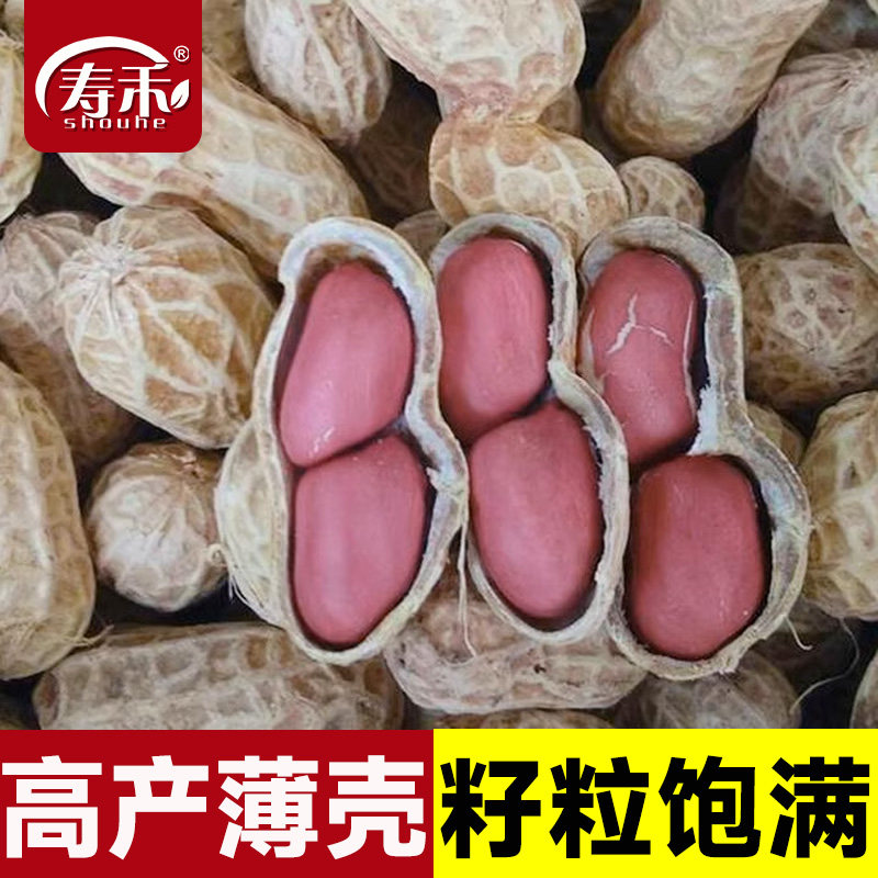 鲁寿红花生种子山东高产薄壳种籽黑带壳红皮花生米孑子南方新品种图片