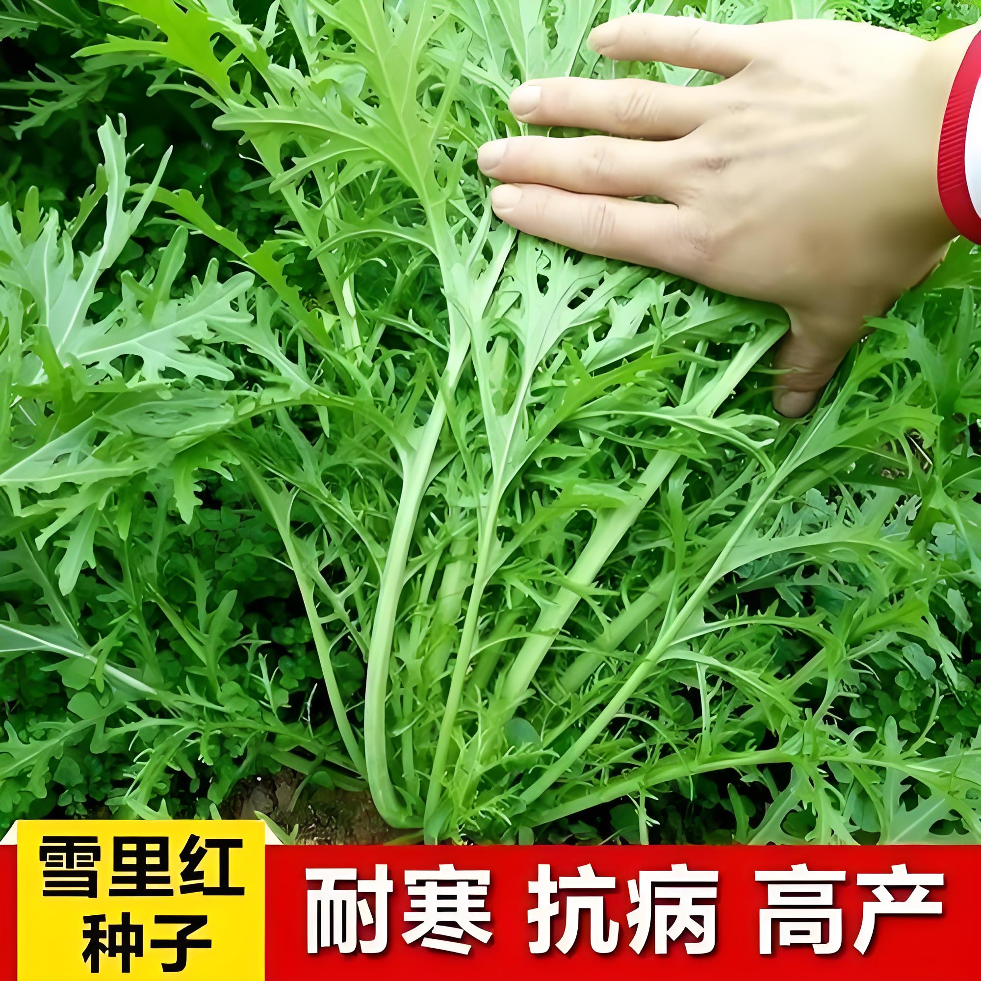 九头鸟雪里蕻菜苗秧苗适合冬天种的菜雪菜雪里红芥菜种籽腊菜种子