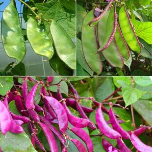 扁豆苗眉豆种子红眉豆紫边扁豆种苗豇豆四季豆角苗春季盆栽蔬菜苗