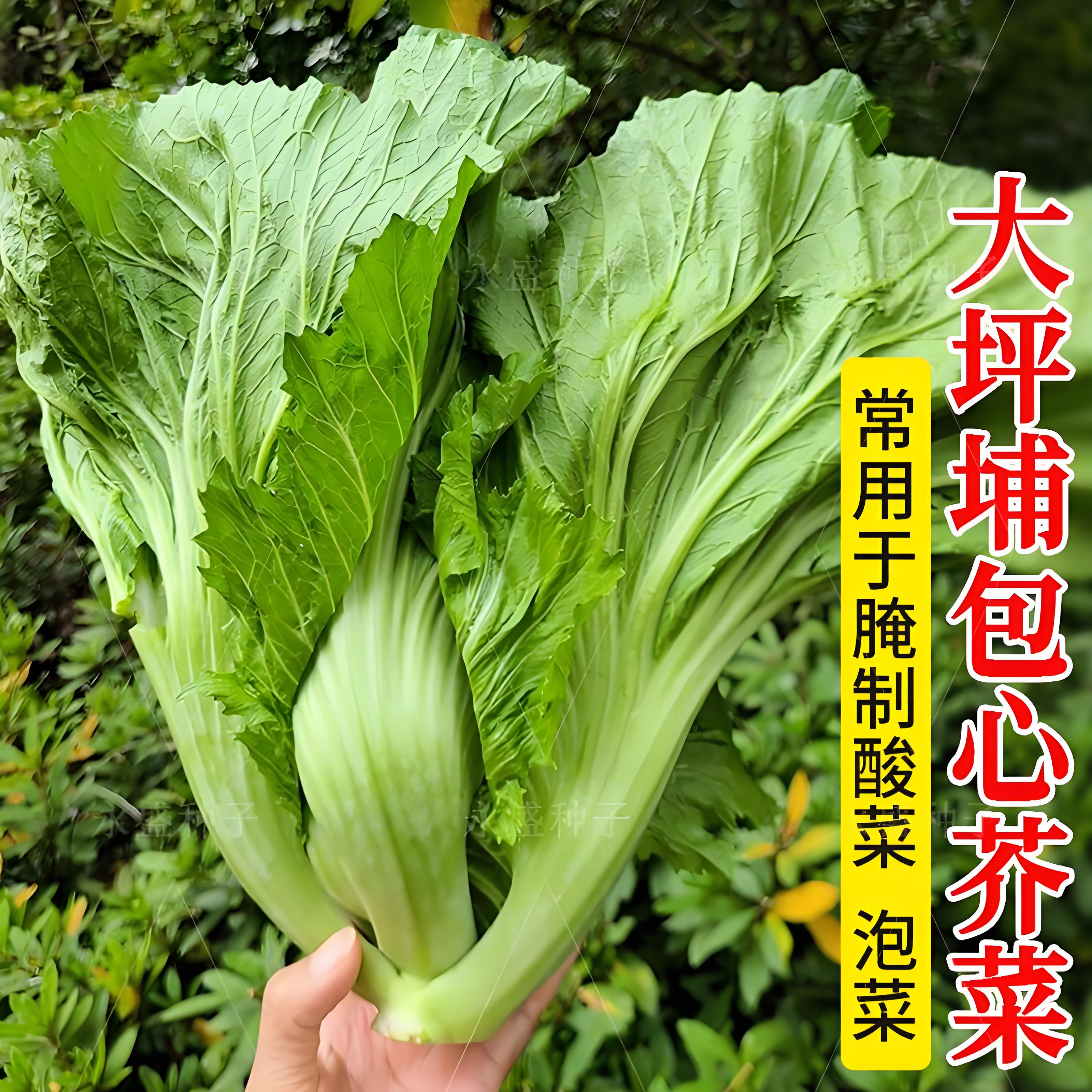 广东包心芥菜苗带土秧苗秧苗老品种菜籽大叶甜芥菜种子酸菜蔬菜苗