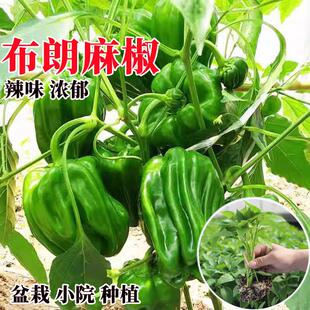 虎皮辣椒苗四季皱皮青椒秧苗种籽薄皮麻椒苗幼苗盆栽阳台高产菜苗