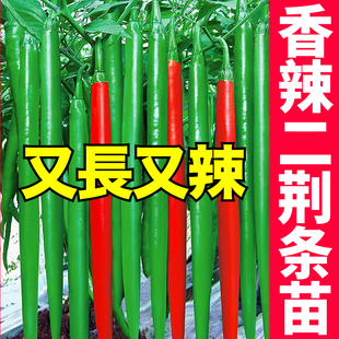 四川二荆条辣椒苗微辣特香贵州海椒苗二金条高产线椒苗杭椒泡椒种