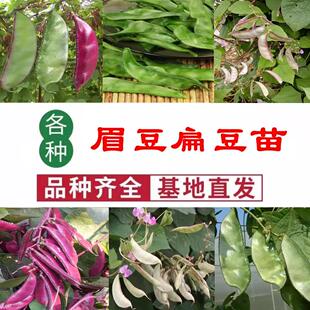 扁豆苗眉豆种子红眉豆紫边扁豆种苗豇豆四季豆角苗春季盆栽蔬菜苗