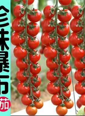 瀑布番茄苗枝纯串收小番茄苗秧盆栽千禧瀑布水果小西红柿圣女果苗