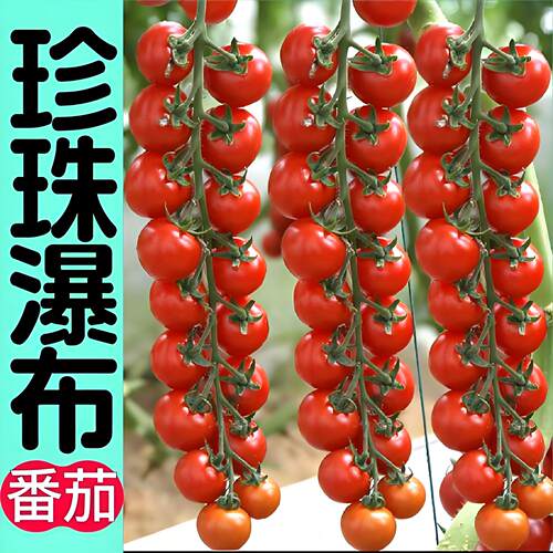 瀑布番茄苗枝纯串收小番茄苗秧盆栽千禧瀑布水果小西红柿圣女果苗