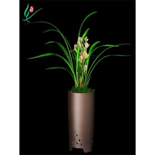 彩云追月浓香花卉盆C景盆栽土绿植带草植物花苞名贵 建兰兰花四季