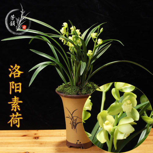 兰花苗建兰素花荷瓣名品 洛阳z素荷 浓香盆栽植物室内四季好养花