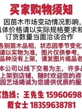 柱形紫色三角梅h 圆柱红花三角梅盆景 福建多色三角梅桩景价格