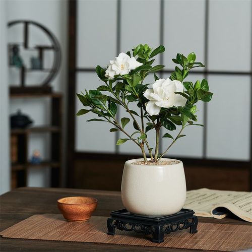 栀子花茉莉盆栽绿植物办公u室内书桌面茶几阳台浓香四季好养开花
