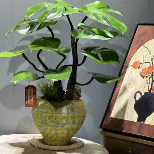 龟背竹盆栽大叶植物室内盆景