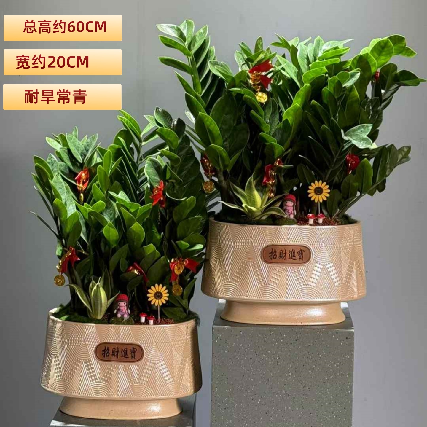 金钱树盆栽室内耐阴耐旱桌面植物