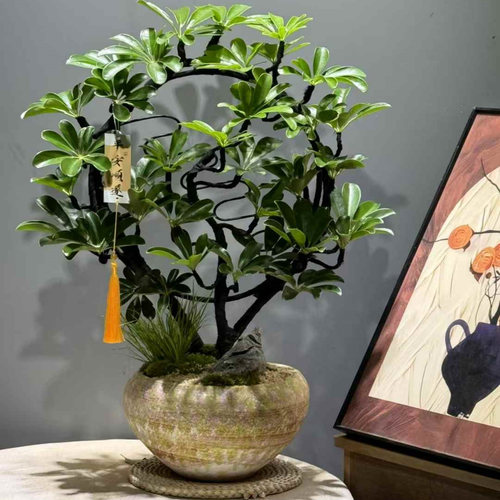 鸭脚木造型盆栽办公室桌面盆景