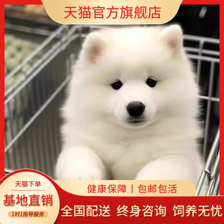 萨摩耶纯种幼犬便宜幼崽宠物狗可爱型家养聪明幼宠粘人微笑天使狗