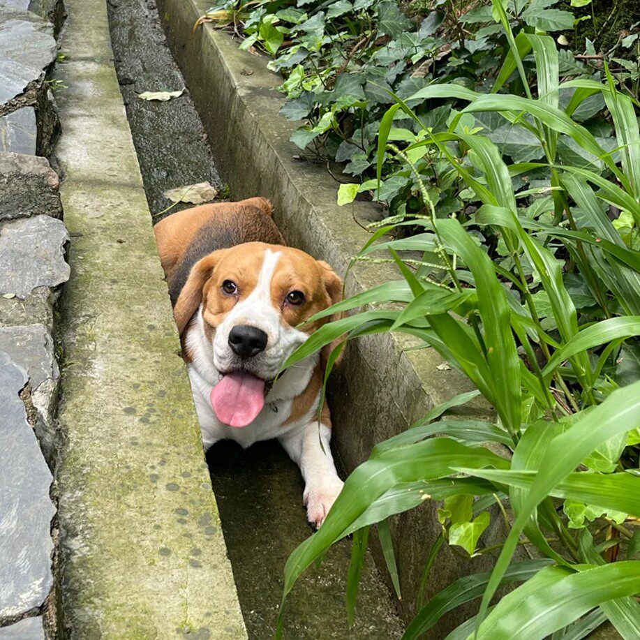 纯种比格犬幼犬短毛大头大耳朵可爱宠物狗巴吉度伴侣猎兔犬弱前电