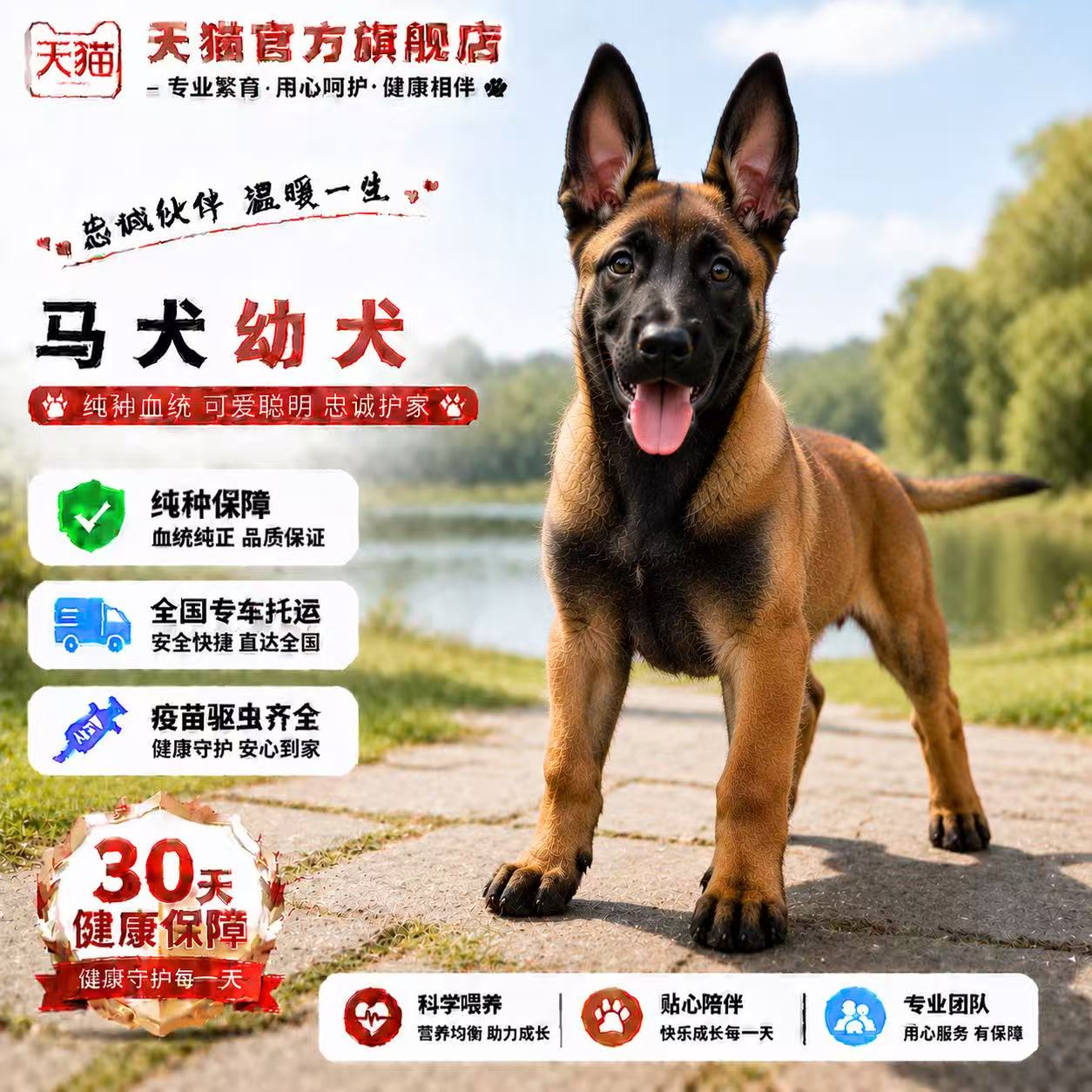 看家科目犬狗宠物狗活体猎犬农村