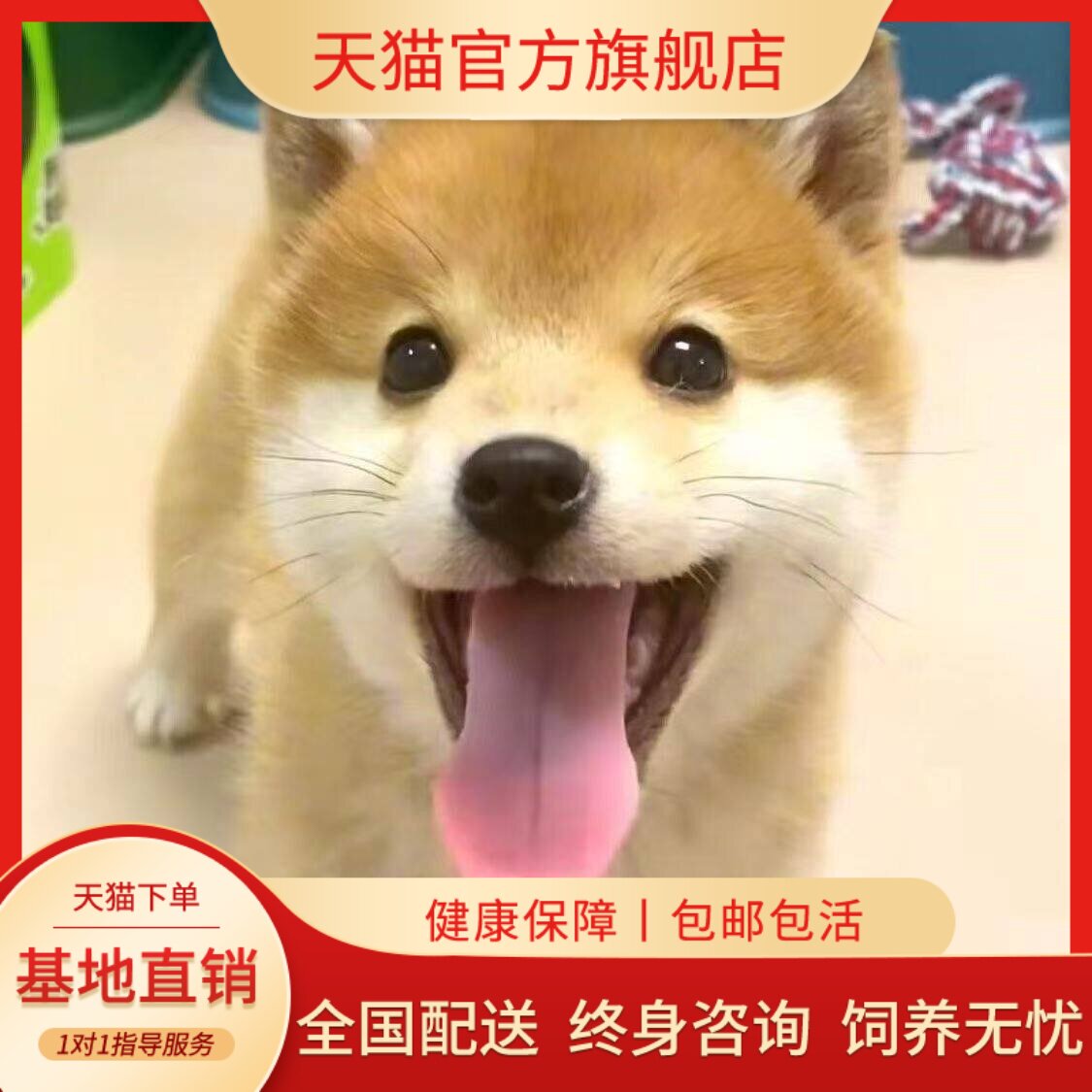 小狗狗看家长不大超萌活泼黄色狗
