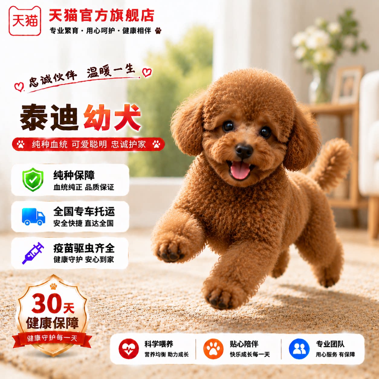 幼崽聪明型纯黑活物可爱狗宠物